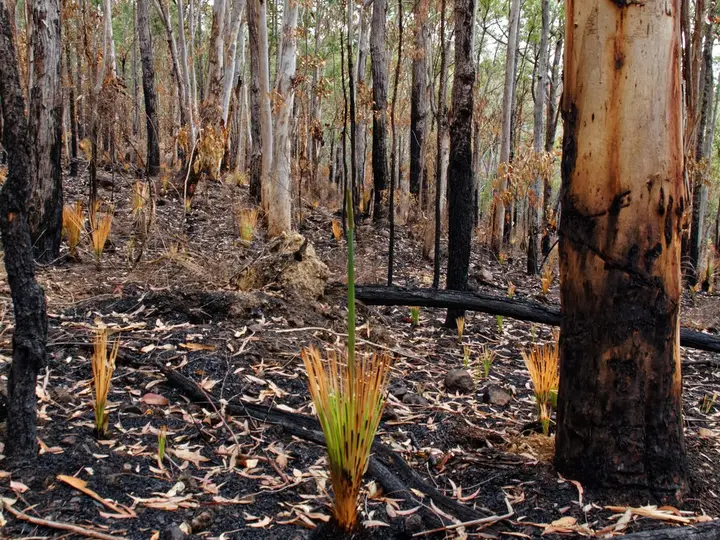 Bushland floor after a planned burn (stock photo)