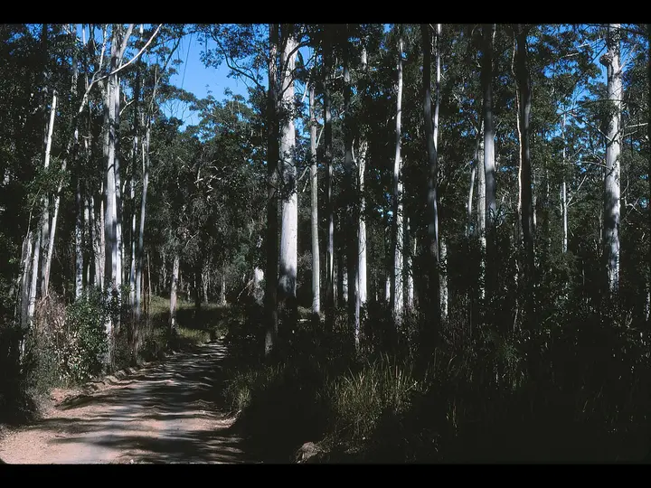 Tall eucalyptus forest in Queensland (stock photo)