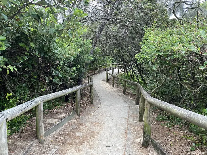 Track through dense Sunshine Coast bushland (stock photo)